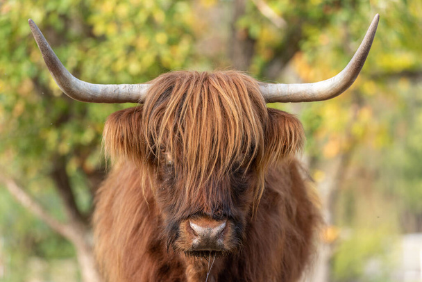 Highland cattle portrait in a pasture in the french countryside - Photo, Image