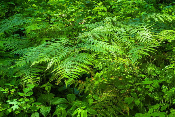 シダの葉。森の中のシダの茂み。緑の葉の背景。光と影の抽象像. - 写真・画像