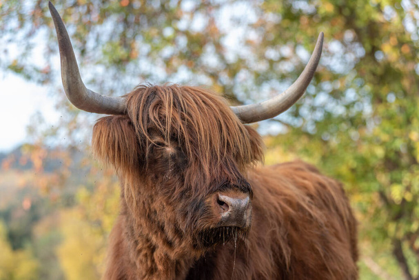 高地牛の肖像画フランスの田舎の牧草地 - 写真・画像