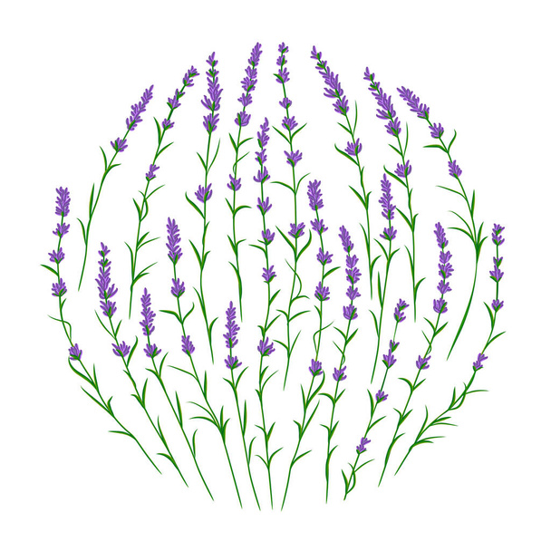 Lavendelblütenzweige in kreisförmiger Vektorform. Postkartenlayout-Attrappe - Vektor, Bild