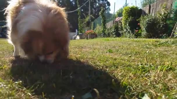 Собака нюхає варення в траві
 - Кадри, відео