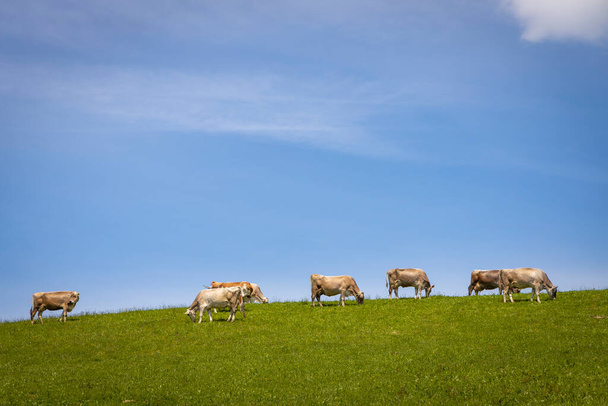 オーストリア、レイクコンスタンスの山の緑のフィールドに牛や子牛 - 写真・画像