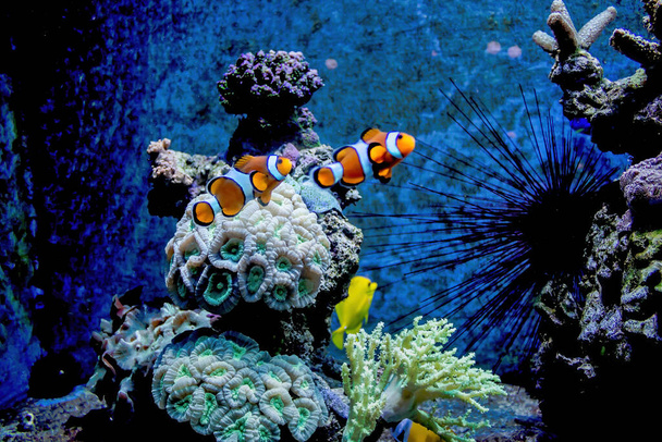 Malaga, Spain: Underwater ocean life with colorful fish in andalusia - Foto, Imagem