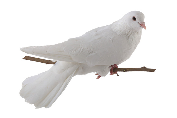 white dove - Foto, afbeelding