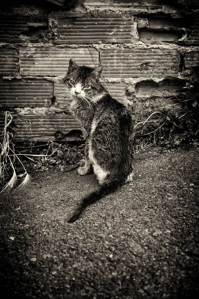 Abandoned street cats, animal abuse, sadness - Photo, Image