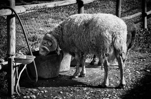 Sheep in barnyard farm animals, nature and captivity, explotacion - Photo, Image
