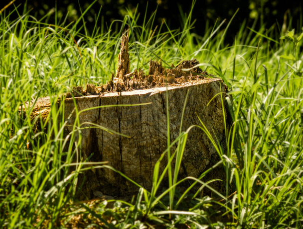 Un tronco d'albero in erba troppo cresciuta trovato in Willis, TX - Foto, immagini
