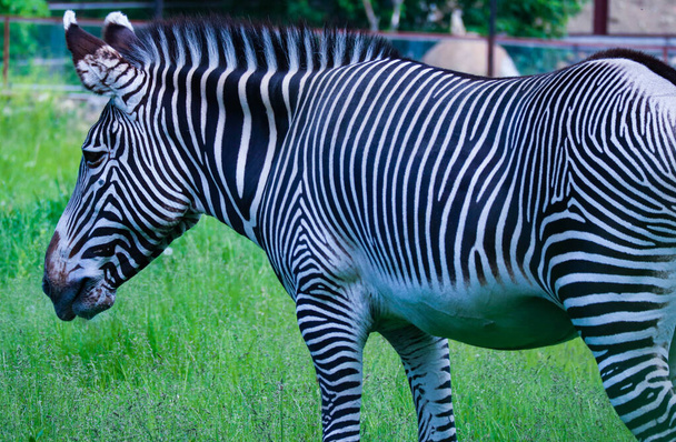 striped zebra eats green grass - 写真・画像