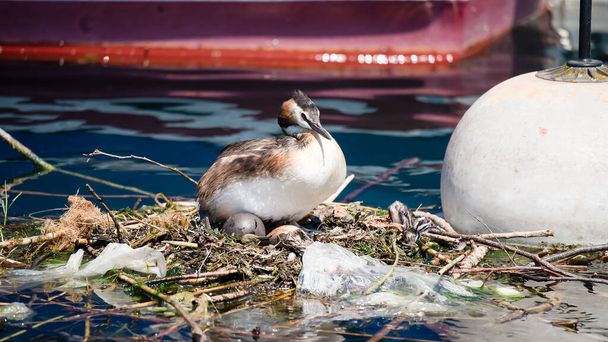 Podiceps cristatus with nest and eggs. Breeding great crested grebe surrounded by plastic litter at the dock. Ecological catastrophe. Pollution concept. - Photo, Image