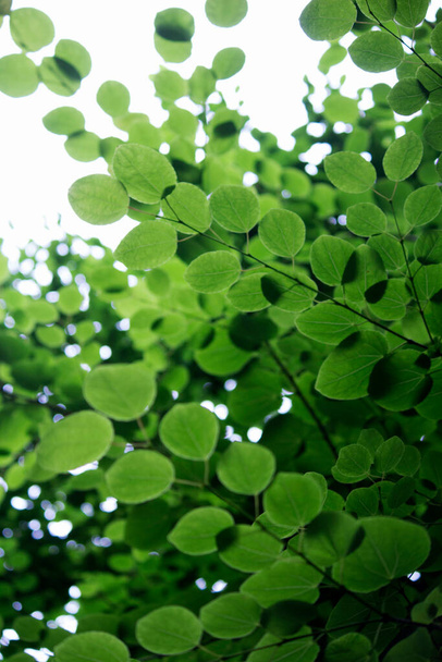 Photo rapprochée de feuilles vertes fraîches - Photo, image