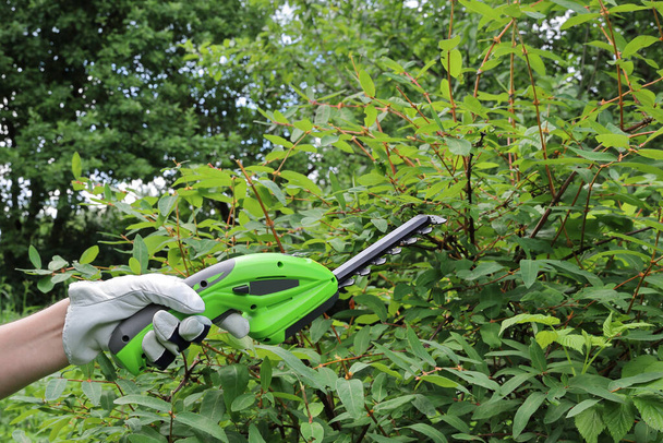 Ruční v kožené rukavici drží nůžky na živý plot dobíjecí. Zahradní nástroj zblízka na pozadí zelených rostlin - Fotografie, Obrázek