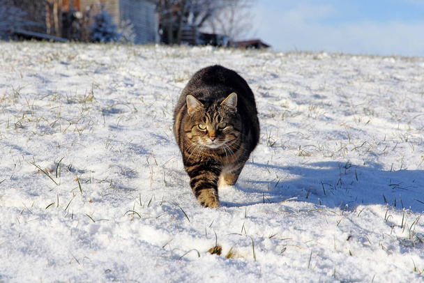 Un gato corre relajado y curioso por la nieve
 - Foto, imagen