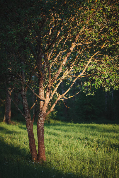 Pequeño árbol en un prado verde en los rayos dorados del sol poniente
 - Foto, imagen