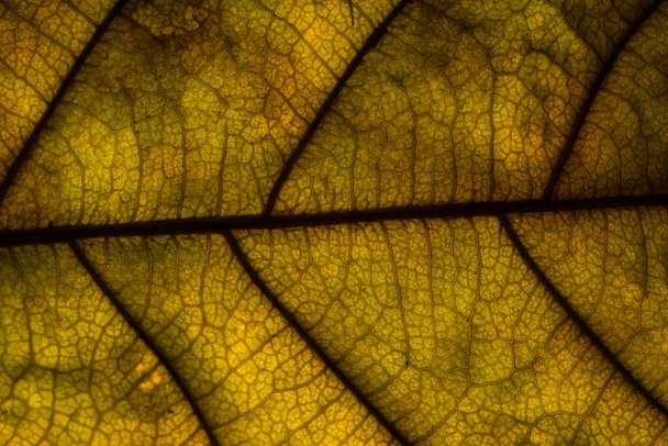 マクロ背景、乾燥葉のパターン - 写真・画像