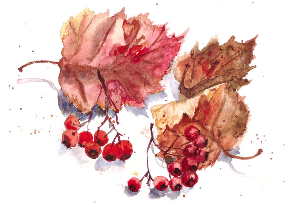orapihlaja hedelmiä ja punainen syksy orapihlaja lehdet valkoisella taustalla, akvarelli kuvio, kasvitieteellinen luonnos. Korkealaatuinen kuva - Valokuva, kuva