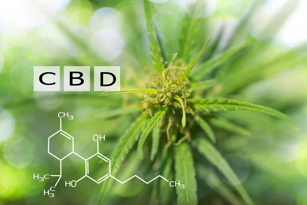 CBD Macro un fiore di cannabis e marijuana macro o erboristeria paziente e gli effetti sulla psicologia o concetto di spacciatore.  - Foto, immagini