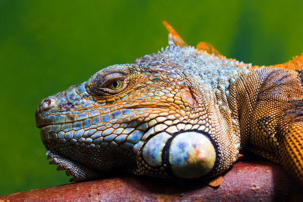 Iguana pihentető egy ág - Fotó, kép
