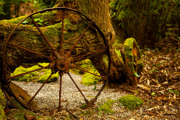 közel elvont kép az ősi cigánykerekek elhagyott egy erdőben egy öreg fa. Ezek a régi fémkerekek mohák, rozsdásak és korrodáltak lettek. Van innen egy túraút az erdőbe.. - Fotó, kép
