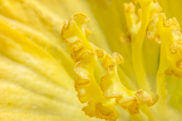 Close-up foto de pólen de flor de abóbora amarela
 - Foto, Imagem