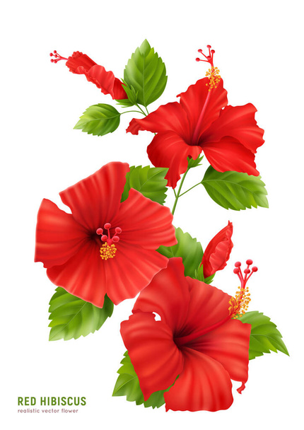 Composition réaliste de la fleur d'hibiscus - Vecteur, image