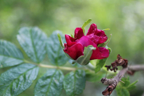 rose rose fleur rose de l'été / photos de fleurs rose hanches. le bourgeon a des pétales roses. la plante fleurit en été et au printemps. les feuilles du Bush sont vertes. il y a des épines sur les branches. - Photo, image