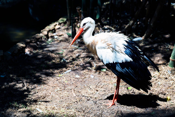 White Stork.Stork close-up. Stork near the lake.  - Photo, Image