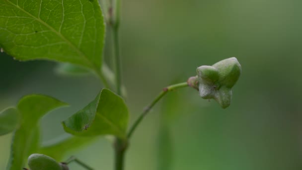 Niedojrzałe zielone owoce wrzeciona (Euonymus europaeus) - Materiał filmowy, wideo