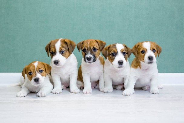 Five Jack Russell Terrier puppies sit side by side on a light floor against a green wall and look into the camera. A group of cute puppies. Day dog, day pets. Breeding dogs, breed. - Фото, зображення