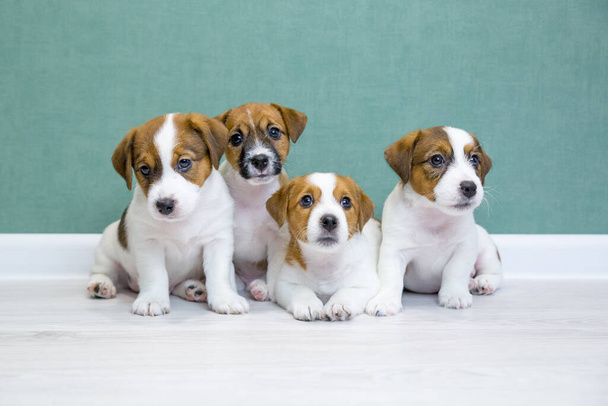 Four Jack Russell Terrier puppies sit side by side on a light floor against a green wall and look into the camera. A group of cute puppies. Day dog, day pets. Breeding dogs, breed. - Fotografie, Obrázek