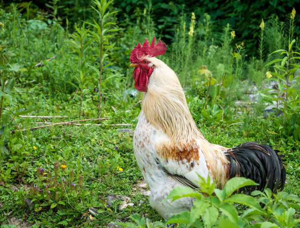 Retrato de un gallo salvaje en el campo rumano
 - Foto, imagen