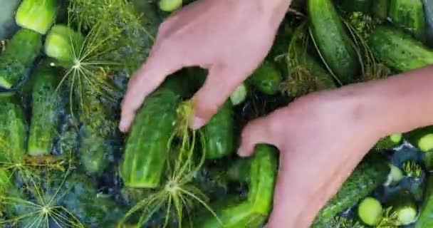 cooking lightly salted pickled cucumbers - Footage, Video