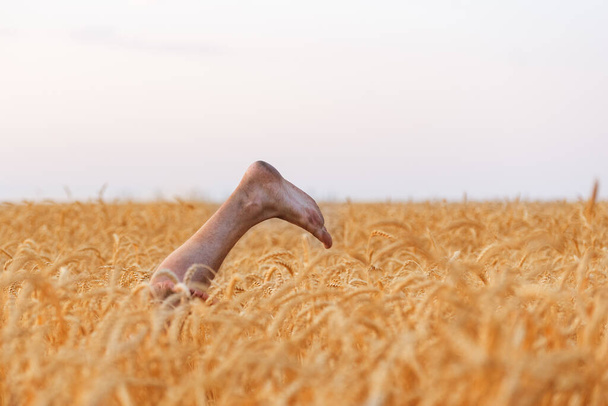 Legrační holé nohy trčící z pšeničného pole. Nohy na zralém pšeničném a obloze pozadí. - Fotografie, Obrázek