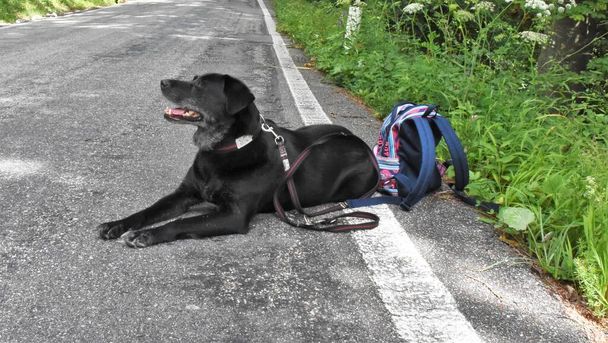 černý pes leží na kraji silnice s batohem - Fotografie, Obrázek