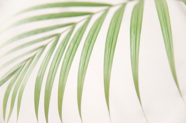 Feuilles de palmier vert isolées sur un mur blanc flou en arrière-plan. Concept minimal. Concentration sélective. - Photo, image