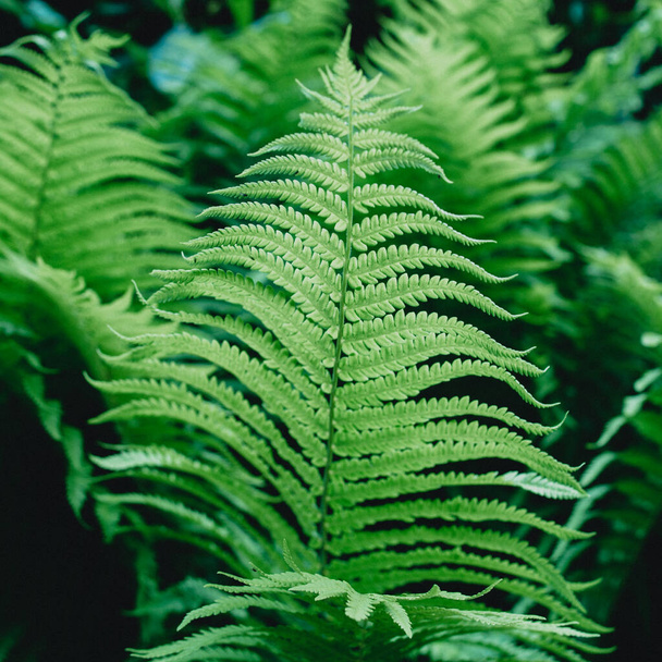 green fern leaves wallpaper. Forest, nature, green background  - Photo, Image