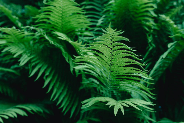 green fern leaves wallpaper. Forest, nature, green background  - 写真・画像