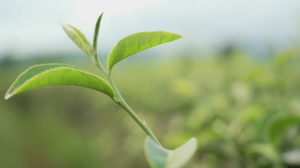 tiro de hoja de té verde superior en la plantación tropical, verde fresco crecen hojas jóvenes de fondo. Hermoso fondo de hojas verdes frescas, conservación del medio ambiente sostenible, belleza en la naturaleza - Metraje, vídeo