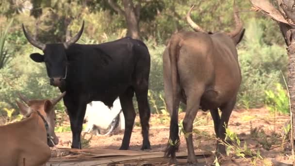 Gambiya 'daki tarım arazilerinde bir grup boğa - Video, Çekim