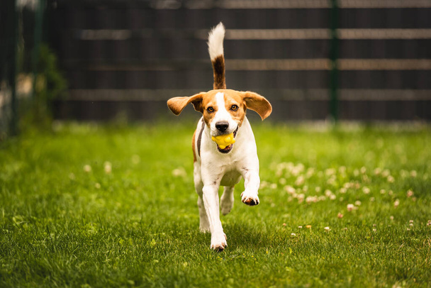 Hund holt einen gelben Ball im Hinterhof. Aktives Training mit Beagle-Hund. Hundethema - Foto, Bild