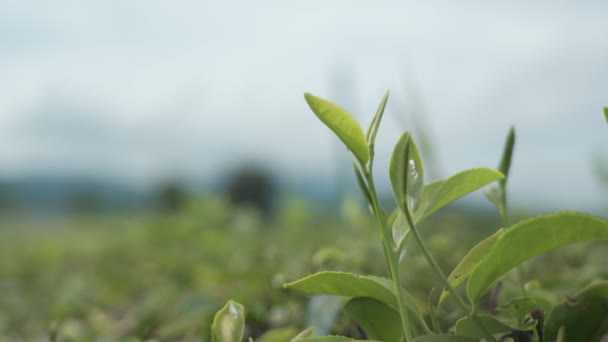 зеленый чай листья кустарников на тропической плантации в облачный день с неба и фермерский дом на заднем плане, свежий зеленый растут верхние молодые листья фона. Красивый фон свежего зеленого чайного листа - Кадры, видео