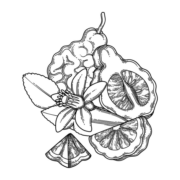 Graafiset kokonaiset ja viipaloidut bergamotin hedelmät, lehdet ja kukka - Vektori, kuva