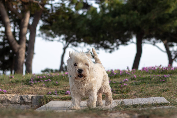 Blanc drôle de race maltaise de chien debout sur un chemin dans un parc, jouer et regarder la caméra joyeusement. Chien drôle par une journée venteuse, envahi par les cheveux - Photo, image
