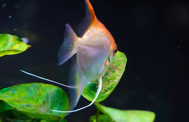 Gold Pterophyllum Scalare in aqarium, yellow angelfish guarding eggs. Roe on the leaf. Selective focus - Photo, Image