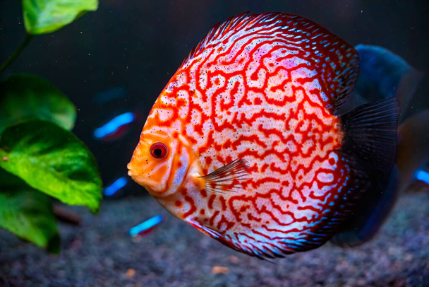 Nahaufnahme eines Schachbretts mit roten tropischen Symphysodon-Diskusfischen im Fischbecken - Foto, Bild