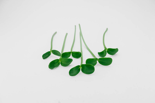 small sunflower sprouts on the white background - Fotografie, Obrázek