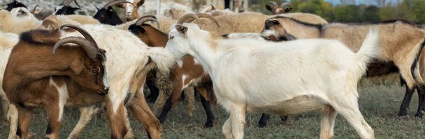 A juhok és kecskék tavasszal zöld füvön legelnek - Fotó, kép