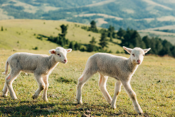 Due agnelli sul prato in una giornata di sole - Foto, immagini