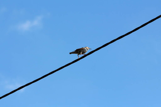 Common starling or Sturnus vulgaris or European starling or Starling medium sized passerine bird with glossy black plumage and a metallic sheen speckled with white dots standing on thick black electrical wire looking curiously - Photo, Image