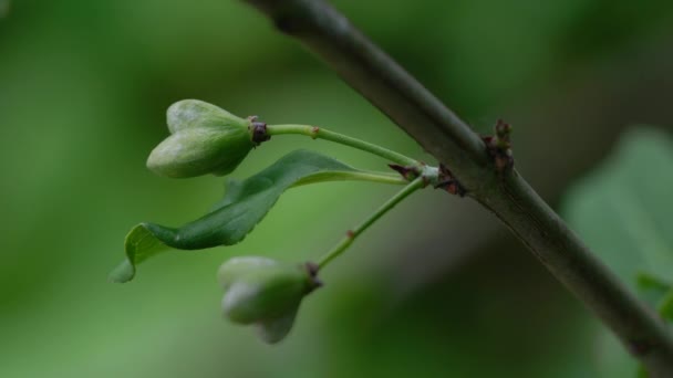 Незрелые зеленые плоды веретена (Euonymus europaeus) - Кадры, видео