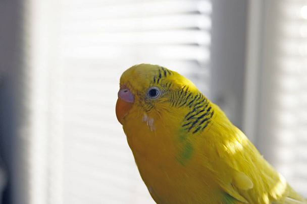 Funny budgerigar. Cute yellow budgie parrot looking at the camera. Tamed pet. - Photo, Image
